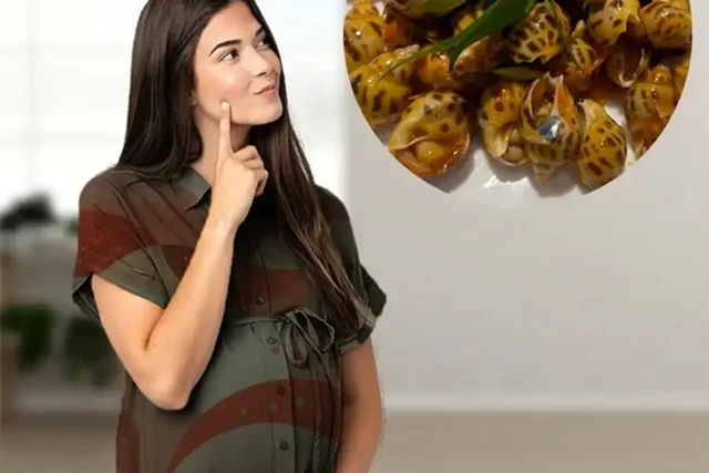Bà Bầu 3 Tháng Đầu Ăn Ốc Được Không? Những Lưu Ý Khi Ăn